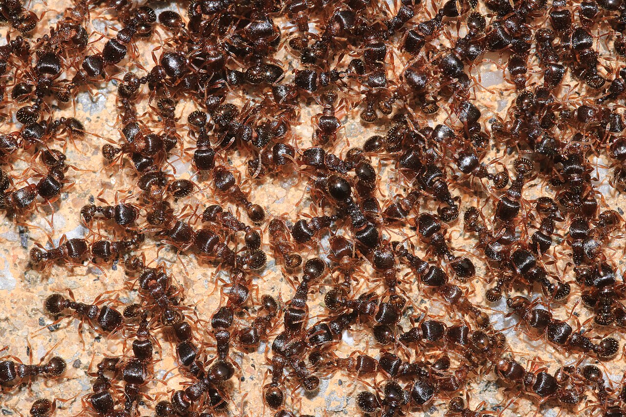 Trail of ants along a kitchen counter in a Council Bluffs home