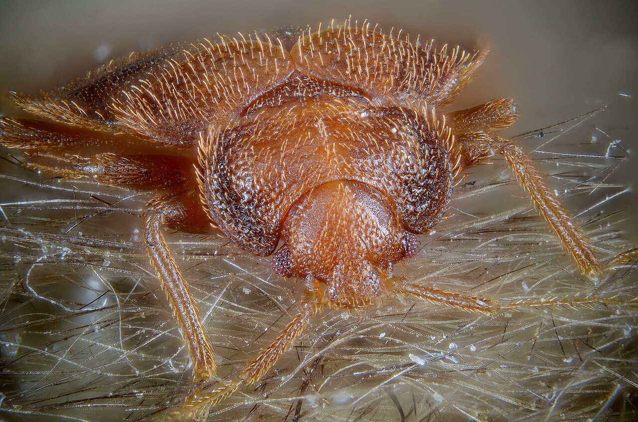 Bed bug staining along a mattress seam in a Council Bluffs home