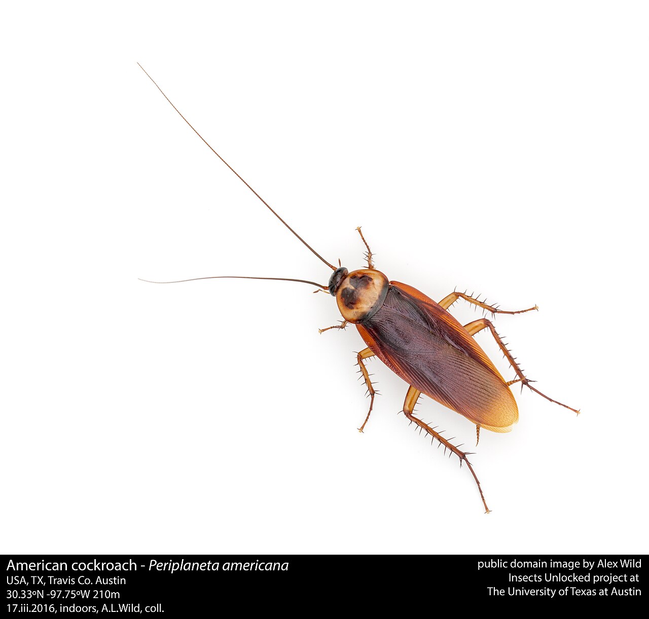 German cockroach on a kitchen cabinet edge in a Council Bluffs home