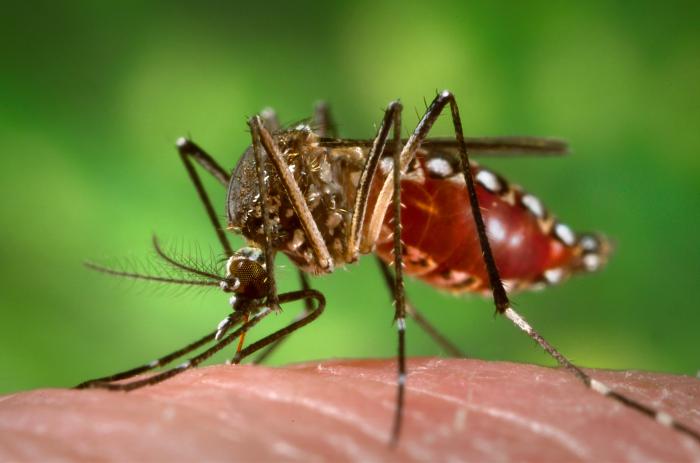 Mosquito near standing water in the Council Bluffs area