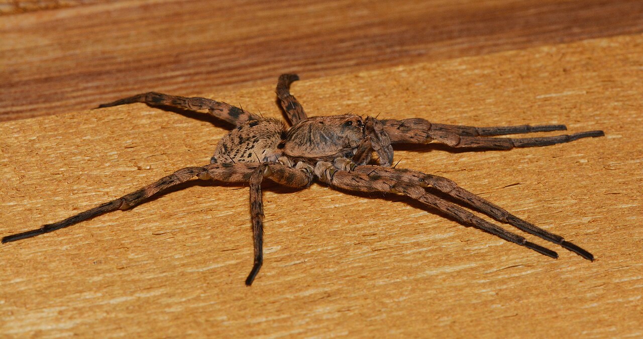 Wolf spider on a basement floor in a Council Bluffs home