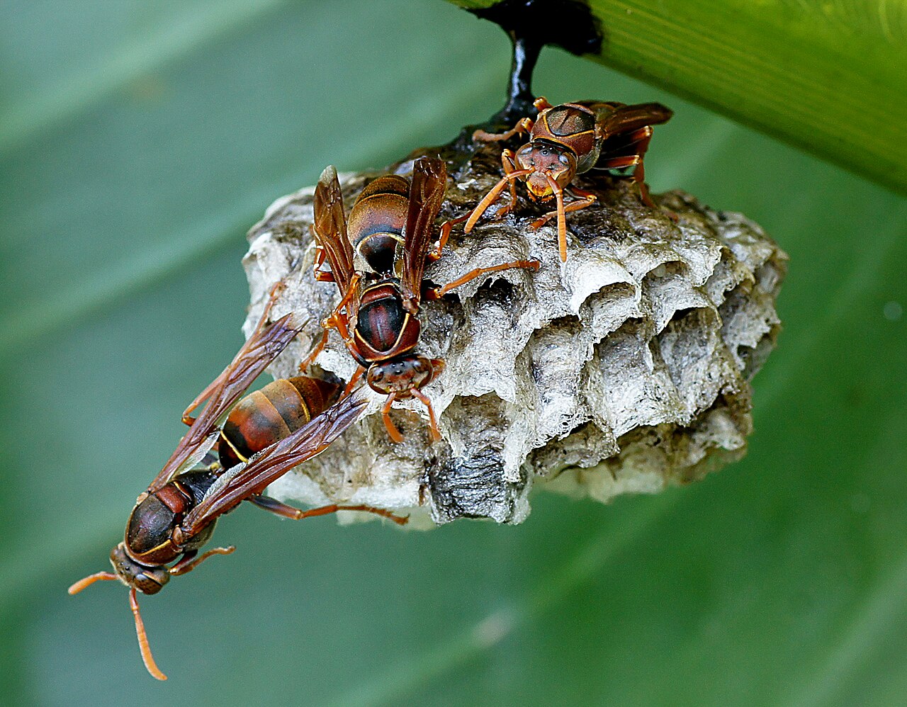 Paper wasp nest under the eave of a Council Bluffs home